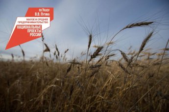 Северные районы Бурятии получили 14 млн. рублей на приобретение семян кормовых культур