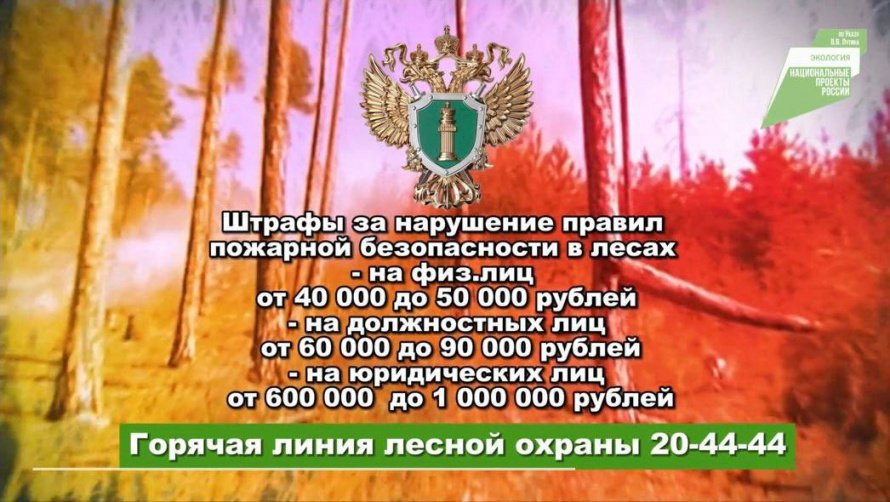 От штрафа до лишения свободы — такие меры ответственности грозят за нарушение правил пожарной безопасности на природе.